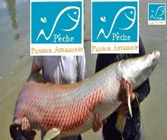 Arapaima gigas