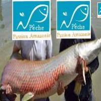 Arapaima gigas