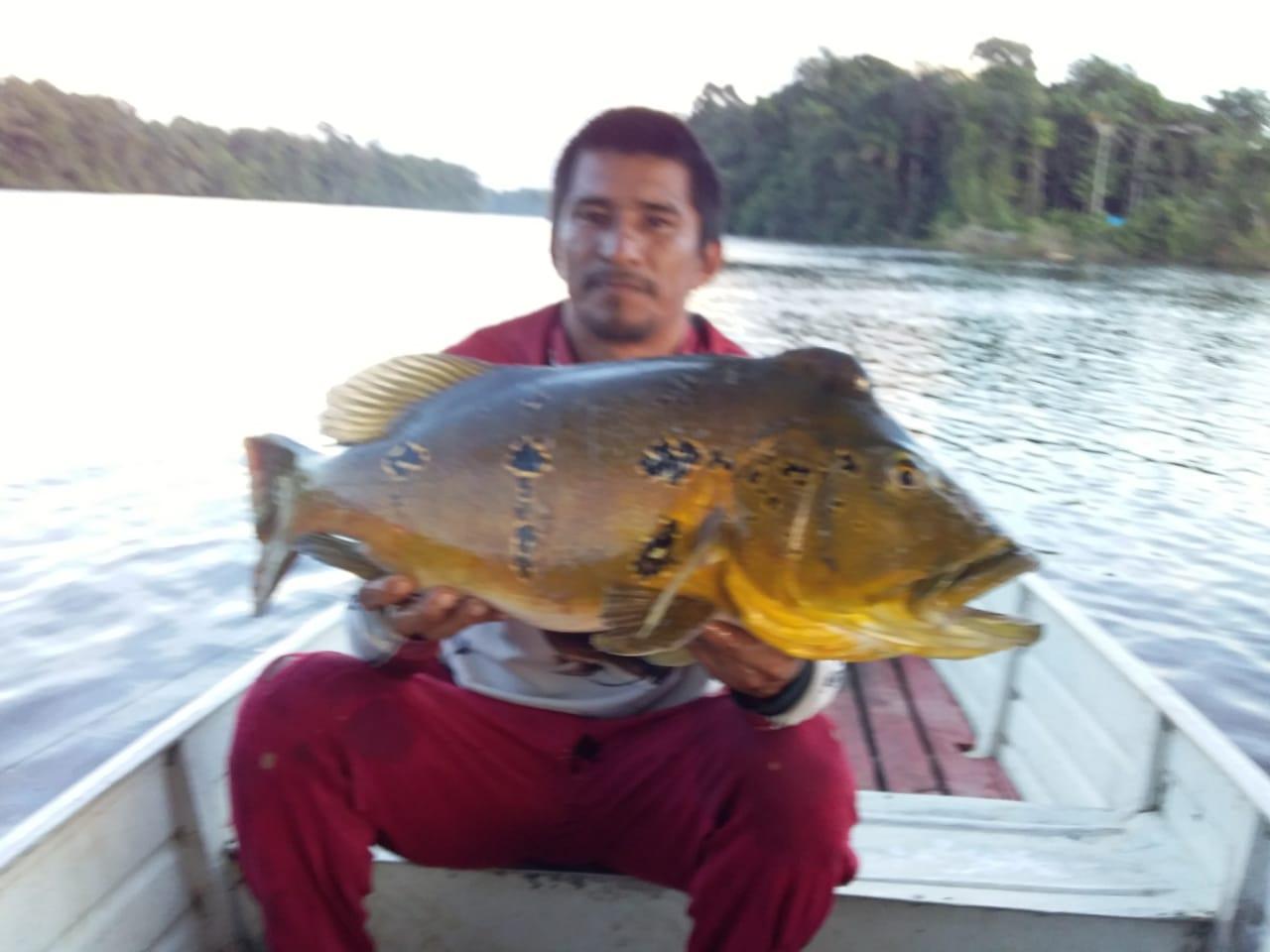 Peacock bass peche passion amazonie