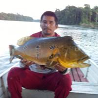 Peacock bass peche passion amazonie