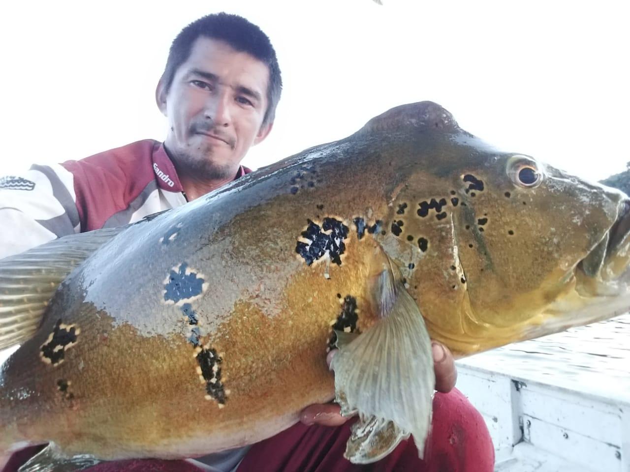 Sandros peacock bass peche passion amazonie 2