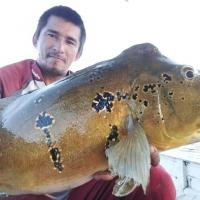 Sandros peacock bass peche passion amazonie 3