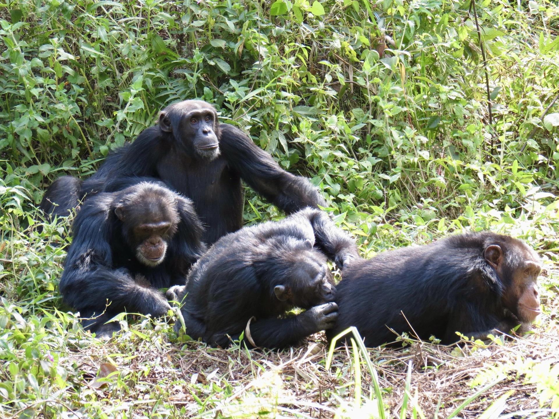 Chimpanze occidental magic bijagos 1 