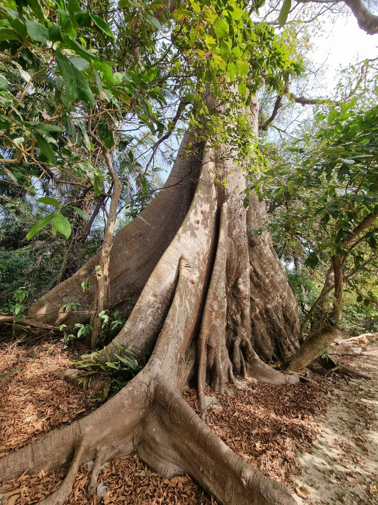 Le fromager arbre sacre magic bijagos 1 