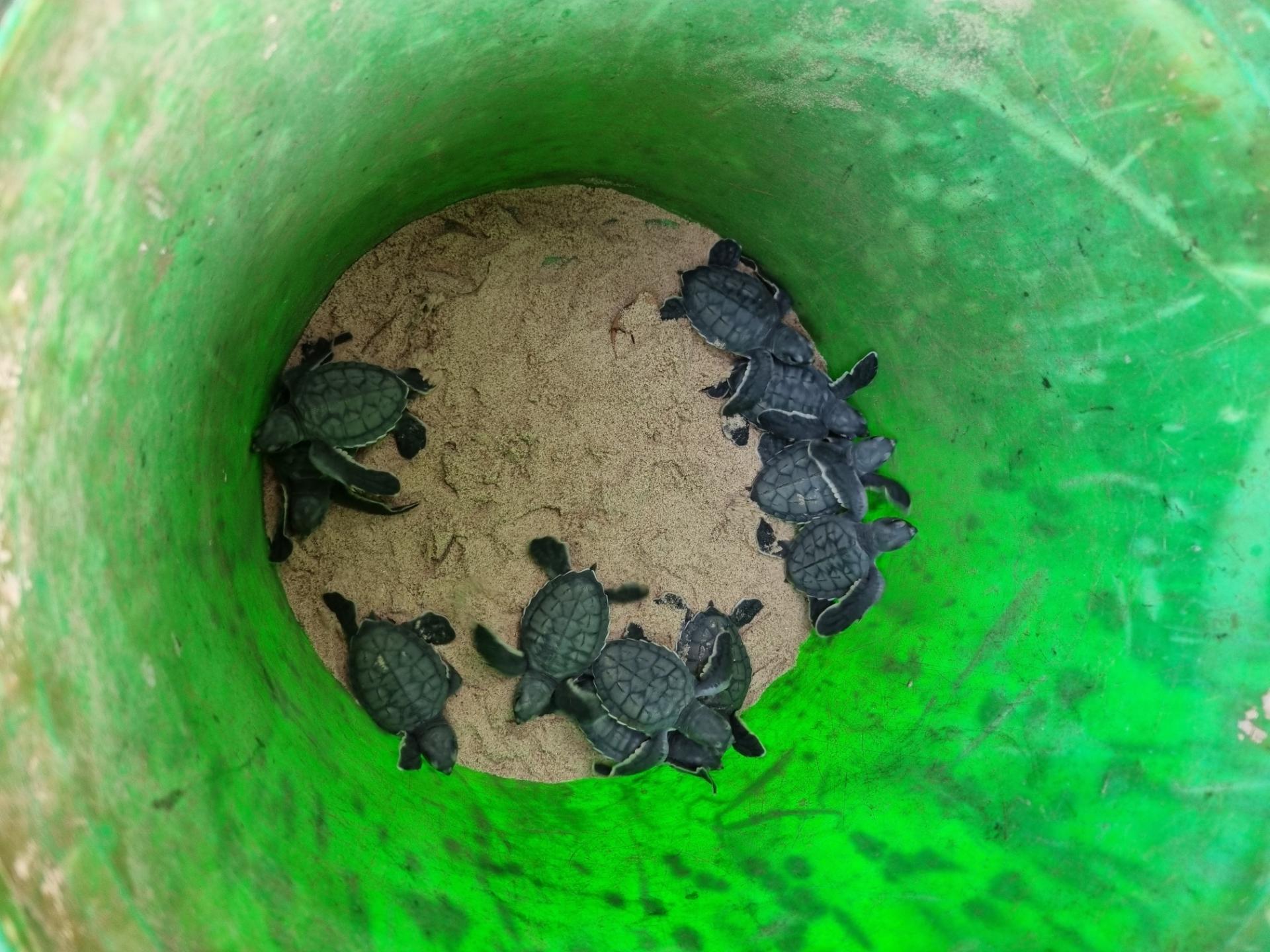 Tortue verte magic bijagos 3 