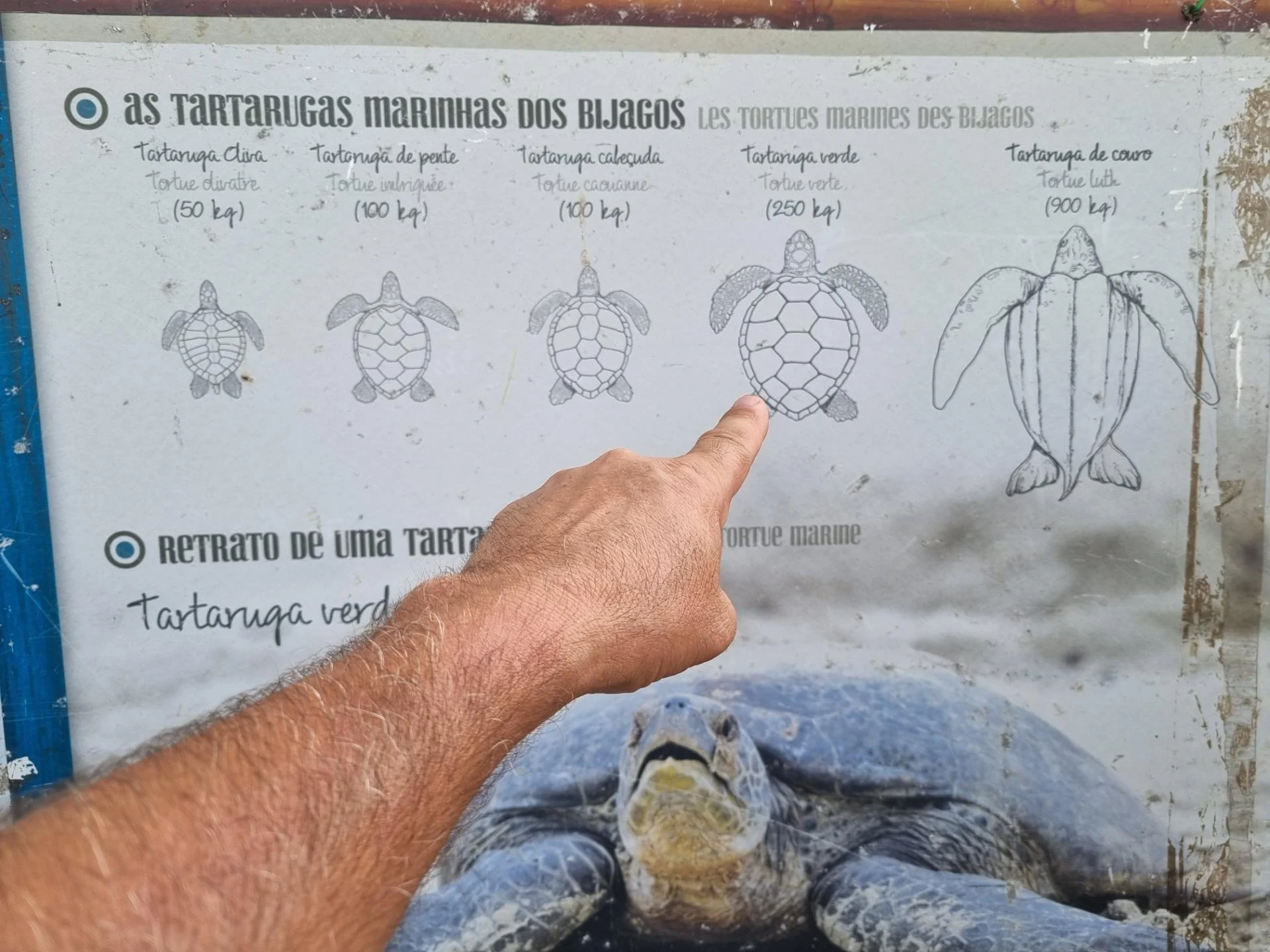 Tortue verte magic bijagos 4 